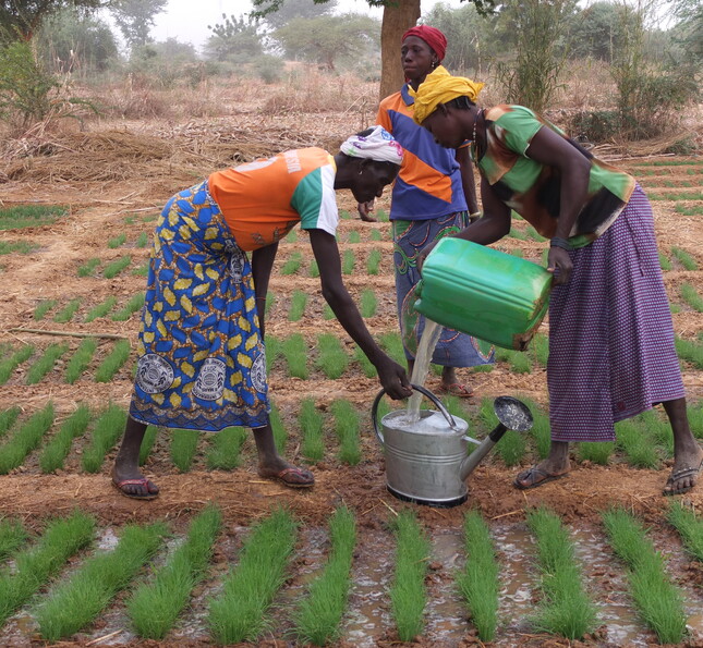 Nachhaltige Landwirtschaft sichert Überleben in Burkina Faso. Drei Frauen gießen gemeinsam junge Pflanzen auf einem Feld